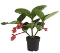 Dehner Medinille Flamenco, rosa-rote Blüten, ca. 45-55 cm, Ø Topf 17 cm, Zimmerpflanze