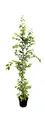 Carpinus betulus Hainbuche,winterhart, deutsche Baumschulqualität, im Topf für optimales anwachsen