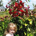 Lilien Blumenzwiebeln Zwiebeln Blumen Baumlilie Miss Feya 1 St.