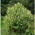 Zimterle Silberkerzenstrauch 40-60cm - Clethra alnifolia