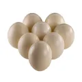 8er Set Strausseneier XXL ausgeblasen natur 13-15 cm Rieseneier Vogel Strauß Ei