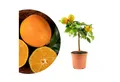 Meine Orangerie Obstpflanze Mini-Zitruspflanze im Ø15 cm Topf - diverse Sorten, echtes Zitrusbäumchen, professionell veredelter und fruchtreifer Zitrusbaum