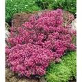 BALDUR Garten 3x Winterharter Bodendecker-Thymian, Pflanzen im 9x9 cm-Topf, Thymus, Sandthymian, 4-5 Pflanzen auf 1 qm, winterhart, Bodendecker, tr...