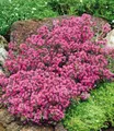 BALDUR Garten 3x Winterharter Bodendecker-Thymian, Pflanzen im 9x9 cm-Topf, Thymus, Sandthymian, 4-5 Pflanzen auf 1 qm, winterhart, Bodendecker, trockenresistent, mehrjährig, bienenfreundlich