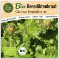 Little Plants BIO Benediktenkraut Samen 80 Benediktenkrautsamen Kräutersamen Samenfest für Kräutergarten Kräuter Samen für Balkon, Hochbeet und Garten