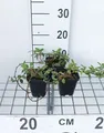 12 x Cotoneaster damm. 'Major' (radicans) - Kriechender Zwergholz-Cotoneaster - Topf 9 cm x 9 cm