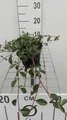 12x Cotoneaster dammeri Major Radicans – Kriechender Zwergholz-Cotoneaster – Top