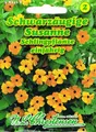 Schwarzäugige Susanne Schlingpflanze, blütenreich 'Thunbergia alata' 584450