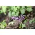 Epimedium Grandiflorum Lilafee Elfenblume Ca. 9x9 cm Topf