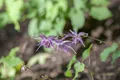 Pflanzen für Dich Staude Epimedium grand. Lilafee, 1 St., Elfenblume
