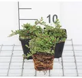 12 x Cotoneaster proc. 'Queen of Carpets' - Kriechende Kranzmispel 'Queen Of Carpets' - Topf 9 cm x 9 cm