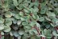 12 x Cotoneaster proc. Queen of Carpets – Kriechende Mispel Topf 9x9 cm
