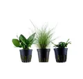 Aquaone Wasserpflanze Pflanzen Set mit 3 einfachen kleinen Wasserpflanzen Nr.109