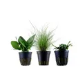 Pflanzen Set mit 3 einfachen kleinen Topf Aquarium Wasserpflanzen AquaOne Nr.109
