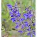 Wiesen Salbei - Salvia pratensis