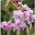 Japanische Hänge Nelkenkirsche 80-100cm - Prunus serrulata
