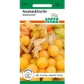 SAMEN PFANN Physalis Goldmurmel