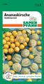 Samen Pfann G091 Physalis Goldmurmel (Physalissamen)