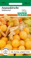 SAMEN PFANN Gemüsesamen Physalis, Goldmurmel - Saatgut Samen, Physalis pruinosa, var. Goldmurmel