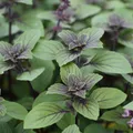 Mein schöner Garten DE Bio Strauchbasilikum, violett EH002456-001-12X20