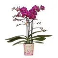 Phalaenopsis Orchidee Lila Morelia Ø 9 cm Blühende Zimmerpflanze