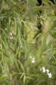 Pflanzen für Dich Gehölze Salix alba Tristis, 1 St., Trauerweide, Silberweide
