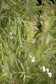 Salix alba 'Tristis', Trauerweide, 150–200 cm