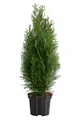 Dehner Hecken Lebensbaum Smaragd, Thuja, 4 x ca. 60 - 70 cm, immergrüne Sichtschutz-Hecke