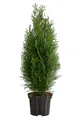 Thuja Smaragd 1 Meter Hecke Sichtschutz frosthart 60-70 cm 4 x 3 l Topf, Dehner
