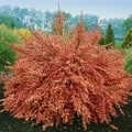 Pflanzen für Dich Gehölze Cytisus scop. Frisia, 1 St., Besenginster, Goldginster, Geißklee