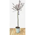 Salix Rotkätzchen Weide Rote Kätzchen 75 cm Stammhöhe