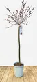 Salix 'Rotkätzchen' 75 cm Stammhöhe – Winterhart, Mehrjährig, Pflegeleicht – Weide – Ziergehölz für Kübel & Garten