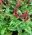 Kerzenknöterich Fat Domino - Persicaria amplexicaulis - lebende Gartenpflanze aus den Baumschulen