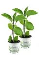 2er Set Aubergine Pflanze (Solanum melongena)