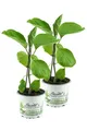 Enseleits 2er Set Aubergine  Pflanze (Solanum melongena)