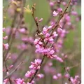 Kanadischer Judasbaum Oklahoma 30-40cm - Cercis canadensis