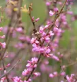 Kanadischer Judasbaum Oklahoma 30-40cm - Cercis canadensis