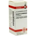 Syzygium Jamb D 6 10 G