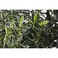 Euonymus Japonicus Microphyllus Variegata Buntlaubig Ca. 9x9 cm Topf