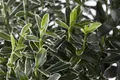 Pflanzen für Dich Bodendecker Euonymus jap. Microphyllus Variegata, 1 St., Japanischer Spindelstrauch, buntlaubig, kompaktwachsend