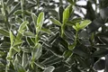 Euonymus japonicus 'Microphyllus Variegata', buntlaubig, ca. 9x9 cm Topf