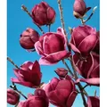 BALDUR Garten 1x Magnolie Genie® winterhart, Pflanze im 2 Liter-Topf, winterhart, Tulpenmagnolie, Magnolienbaum, für Standort in der Sonne geeign...