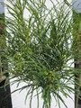 Hochstamm Farnblättriger Faulbaum Minaret - Rhamnus frangula - Stamm 80cm + Krone