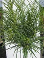 Hochstamm Farnblättriger Faulbaum Minaret - Rhamnus frangula - Stamm 80cm + Kron