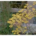 Fenchel Purpur - Foeniculum vulgare
