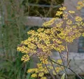 Fenchel Purpur - Foeniculum vulgare