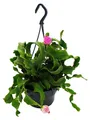 Epiphyllum guatemalense var. monstrose - hängender Blattkaktus -  Schwert-Kaktus - 14cm Ampeltopf