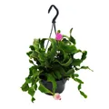 Epiphyllum guatemalense var. monstrose - hängender Blattkaktus - Schwert-Kaktus - 14cm Ampeltopf