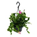 Epiphyllum guatemalense var. monstrose hängender Blattkaktus  14cm Ampeltopf