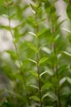 Ligustrum vulgare 'Atrovirens', Liguster, immergrün, 150–175 cm